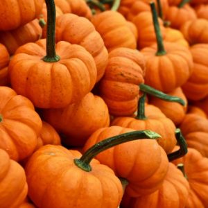 pumpkin-purees