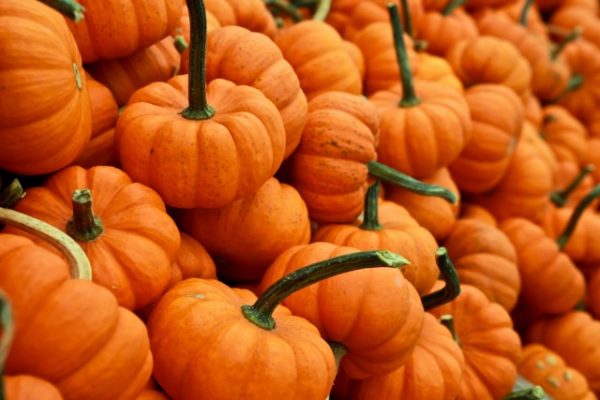 pumpkin-purees